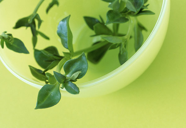 herb water