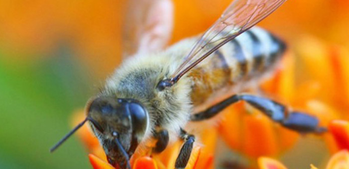 bees vs computers