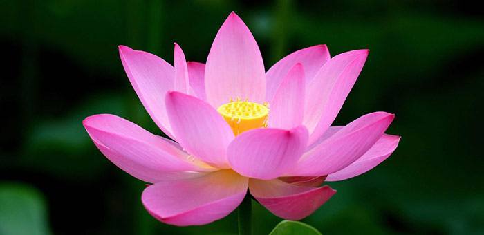 nea acropoli lotus flower
